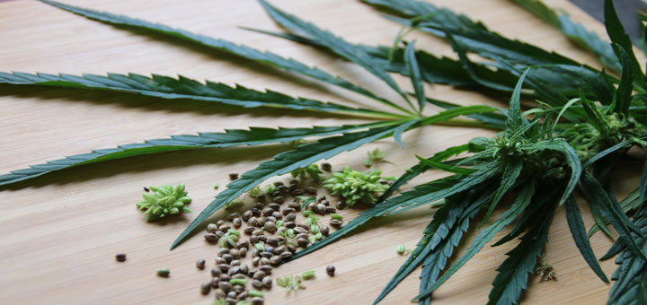 Все про растение конопля факт употребления марихуаны